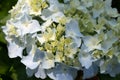 Seven-barks-Hydrangea macrophylla Royalty Free Stock Photo