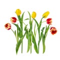 Seven beautiful vivid yellow and red tulip flowers on long stems with green leaves isolated on white background. Royalty Free Stock Photo