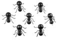 Seven Black Ants White Background