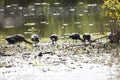 Seven Black-Bellied Whistling-Ducks Foragin