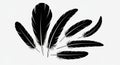 Seven black feather silhouettes are displayed against a plain white background. The feathers vary Royalty Free Stock Photo