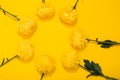 Seven bright lush bud of chrysanthemum on yellow background with copy space. Banner with flower shop in minimalist style. Golden