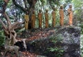 Seven Buddhas in the Forest, Induwaru, Sri Lanka
