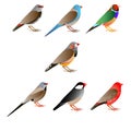 Seven colorful finches