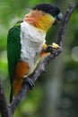 Seven-Colour Parrot