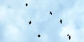 Seven Common Ravens Flying in a Blue cloudy Sky.