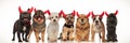 Seven cute dogs wearing devil horns Royalty Free Stock Photo