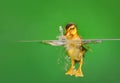 Seven days old duckling swimming