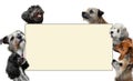 Seven dogs  behind blank banner Royalty Free Stock Photo