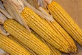 Seven Ears of dried corn with shucks pulled back on burlap background Royalty Free Stock Photo