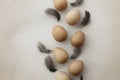 Seven eggs of Guinea fowl.