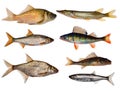 Seven freshwater fishes collection Royalty Free Stock Photo