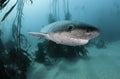 Seven Gill Shark Royalty Free Stock Photo