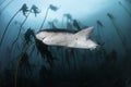 Seven Gill Shark Royalty Free Stock Photo