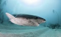 Seven Gill Shark Royalty Free Stock Photo