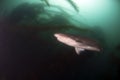 Seven Gill Shark Royalty Free Stock Photo