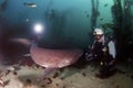 Seven Gill Shark Royalty Free Stock Photo