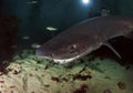 Seven Gill Shark Royalty Free Stock Photo