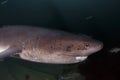 Seven Gill Shark Royalty Free Stock Photo