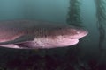 Seven Gill Shark Royalty Free Stock Photo