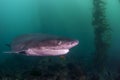 Seven Gill Shark Royalty Free Stock Photo