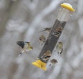 Seven Goldfinches Feeding on a Winter's Day