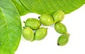 Seven green young walnuts in husks with walnuts leavs on white b