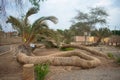 The seven headed palm in ica peru