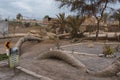 Seven headed palm tree at Cachiche town