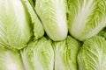 Seven heads of Napa cabbage