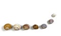 Seven Isolated Snail Shells Royalty Free Stock Photo