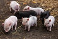 Seven little piglets on the farm Royalty Free Stock Photo