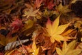 Seven lobed maple leaf