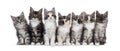 Seven Maine Coon kittens on white background Royalty Free Stock Photo