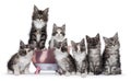 Seven Maine Coon kittens on white background Royalty Free Stock Photo