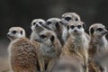 Seven meerkats