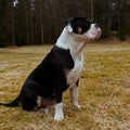 Seven month puppy of Old English Bulldog, in funny expression Royalty Free Stock Photo