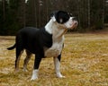 Seven month puppy of Old English Bulldog are posing