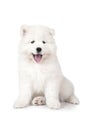 Seven months old Samoyed puppy dog