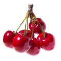 Seven organic sweet cherries isolated on a white background. Close up