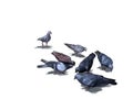 Seven pigeons seek for food in cartoon style