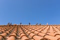 Seven pigeons sit on a roof in Nazare Sitio, Portugal