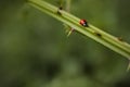 seven point red ladybug walks on a spiked luscious green branch of a blackberry bush Royalty Free Stock Photo