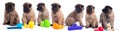 Seven puppies, Belgian Shepherd Tervuren, white background