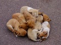 Seven puppies cuddled