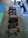 seven puppies