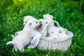 Seven Puppies West Highland White Terrier in a basket with beautiful lights at background