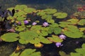 Seven purple water lily flowers, pads and Elephant Ear Plants floating in a shallow pond Royalty Free Stock Photo
