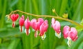 seven red bleeding heart garden flowers blooming in Spring Royalty Free Stock Photo