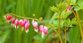 seven red bleeding heart garden flowers blooming in Spring Royalty Free Stock Photo